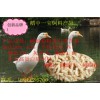 群鸭增长配合饲料