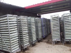 供应大量清壳2,3号，价格优惠，质量有保证，鸭苗价格图1