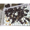 低价格供应大量金锭鸭苗，价格优惠，清一色绿壳