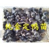 供应大量金锭鸭苗，价格优惠，清一色绿壳，百分之百金锭