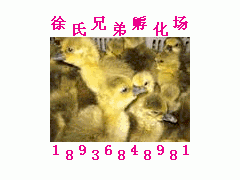 蛋鸭苗价格肉鸭苗价格金定鸭苗价格麻鸭苗价格图2