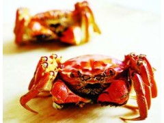 饲料级叶黄素粉末图1