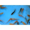 黄鳝、泥鳅、虾蟹、甲鱼类水产促长剂