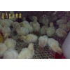 火鸡苗