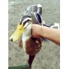 长期供应优质麻鸭欢迎来电洽谈：15089302080