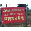 大量提供肉鸭及种鸭蛋