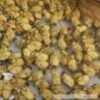 厂家薄利直销土鸭草鸭苗
