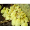 厂家薄利直销江南2号鸭苗