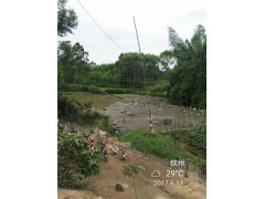 钦州自养水鸭销售图1