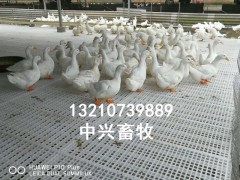 养殖场用漏粪板 种禽漏粪网床 鸭子漏粪板厂家批发图1
