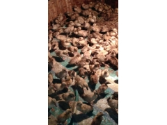 肉鸭供应