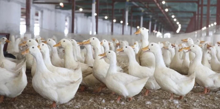 出栏量全国第一！肉鸭产能过剩！鸭苗价格从3块9跌到4毛钱！