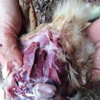 肉鸭30天后病毒高伤亡有什么好药