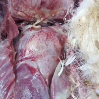 肉鸭混感药
