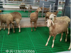 山东羊圈漏粪板 塑料羊粪板 羊粪漏板 羊床图1