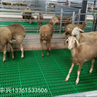 山东羊圈漏粪板 塑料羊粪板 羊粪漏板 羊床