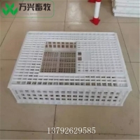 塑料成鸡筐 鸡周转筐 商品鸡周转笼
