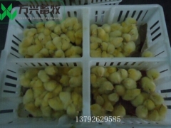 雏鸡箱 雏鸡筐周转筐 鸡苗塑料运输笼图6