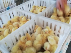 雏鸡箱 雏鸡筐周转筐 鸡苗塑料运输笼图9