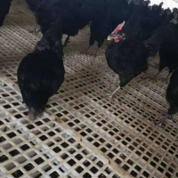 鹅漏粪板 养殖场落粪板 鸭场水沟漏粪地板
