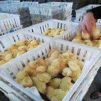 带隔断鸡苗运输箱孵化场小鸡苗筐抗摔抗压塑料鸡苗箱