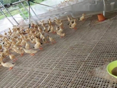 120*50厘米塑料养鸡漏粪板鸡塑料漏粪板好安装鸡漏屎板图3