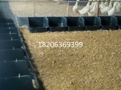 鸭蛋窝塑料鸭下蛋窝使用说明无底鸭蛋窝图片图6