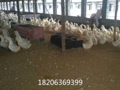 鸭蛋窝塑料鸭下蛋窝使用说明无底鸭蛋窝图片图5