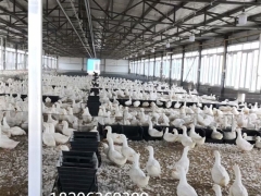 塑料鸭用产蛋箱加高加大鸭蛋窝塑料鸭蛋窝规格型号图2