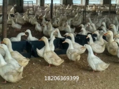 塑料鸭用产蛋箱加高加大鸭蛋窝塑料鸭蛋窝规格型号图6
