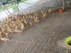 90*50厘米塑料养鸭漏粪铺板鸭舍漏粪网床鸡鸭鹅漏粪板图2