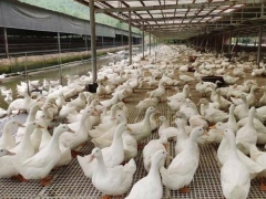 铺鸭舍用漏粪板鸭用漏粪板鸭水渠漏粪板图4