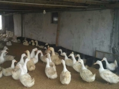 有底鸭产蛋箱塑料鸭蛋窝规格型号黑色塑料鸭窝提高鸭下蛋率图6