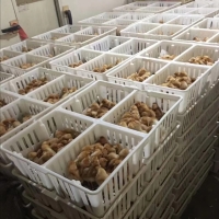 全新料鸡苗运输筐四格分栏鸡苗筐孵化场鸡苗塑料筐