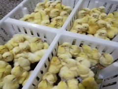 塑料小鸡周转筐使用四格鸡苗筐的方法孵化场透气鸡苗筐图2