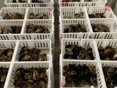 四格塑料雏鸡箱塑料鸡苗周转箱16高鸡苗筐周转箱图2