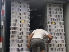 四格塑料雏鸡箱塑料鸡苗周转箱16高鸡苗筐周转箱图3