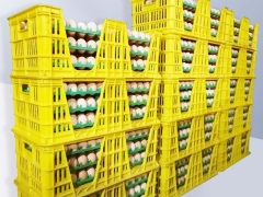 方便拿蛋长方形塑料蛋筐带开口的种蛋箱纯原料孵化场鸡蛋框图2
