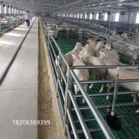 现货羊用塑料漏粪板防断裂种羊铺板育肥羊垫板