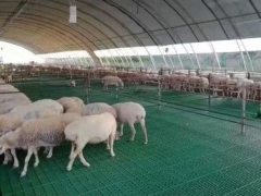 新型羊漏粪地板种羊用漏粪板不卡羊蹄1米塑料羊用漏粪板图3