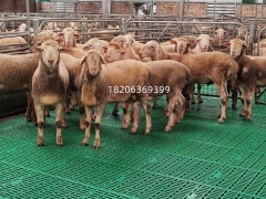 新型羊漏粪地板种羊用漏粪板不卡羊蹄1米塑料羊用漏粪板图7