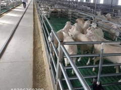 羊圈塑料漏粪板羊场漏粪板塑料羊漏缝板尺寸图3