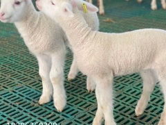 肉羊育肥羊粪板保温塑料羊床板质量好的塑料羊床图2