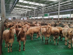 肉羊育肥羊粪板保温塑料羊床板质量好的塑料羊床图4