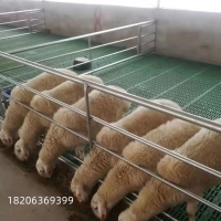 防滑塑料羊垫板羊塑料漏粪板羊粪漏粪板