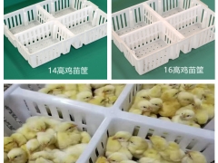 运输鸭苗筐 鸡苗鸭苗筐 隔板式小鸡运输筐 拉鸡苗筐子 可装100只鸡苗筐子图2