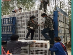 青年鸡运输筐 塑料鸡筐 活禽运输笼纯颗粒生产图5
