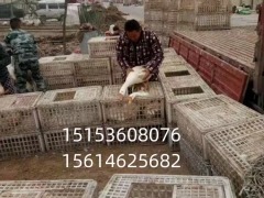 塑料成鸡周转筐 加强加厚型鸡鸭鹅运输筐 毛鸡运输筐厂家批发 塑料鸡筐 鸭筐 鹅筐图1