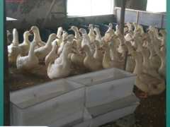 塑料鸭料箱 鸭子吃食槽 肉鸭用料槽工厂直发图5