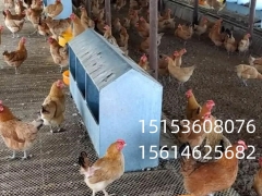 养鸡专用热镀锌产蛋箱 厂家批发12穴加厚产蛋箱图1